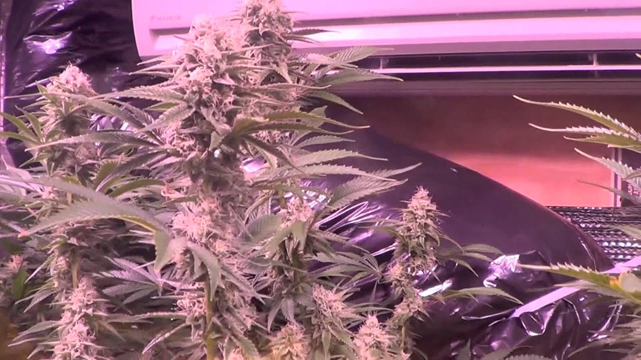 Strain by strain update - Day 38 flower - Plushberry, Sour Bubble, & more.