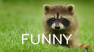 ✅ Funny Cute Animals Background Music For Videos