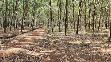 Bán 3,2 mẫu cao su 200 mét mặt đường gần tuyến số 3 tuyến xuyên tâm Đồng phú Đồng Nai ☎0918.645.130