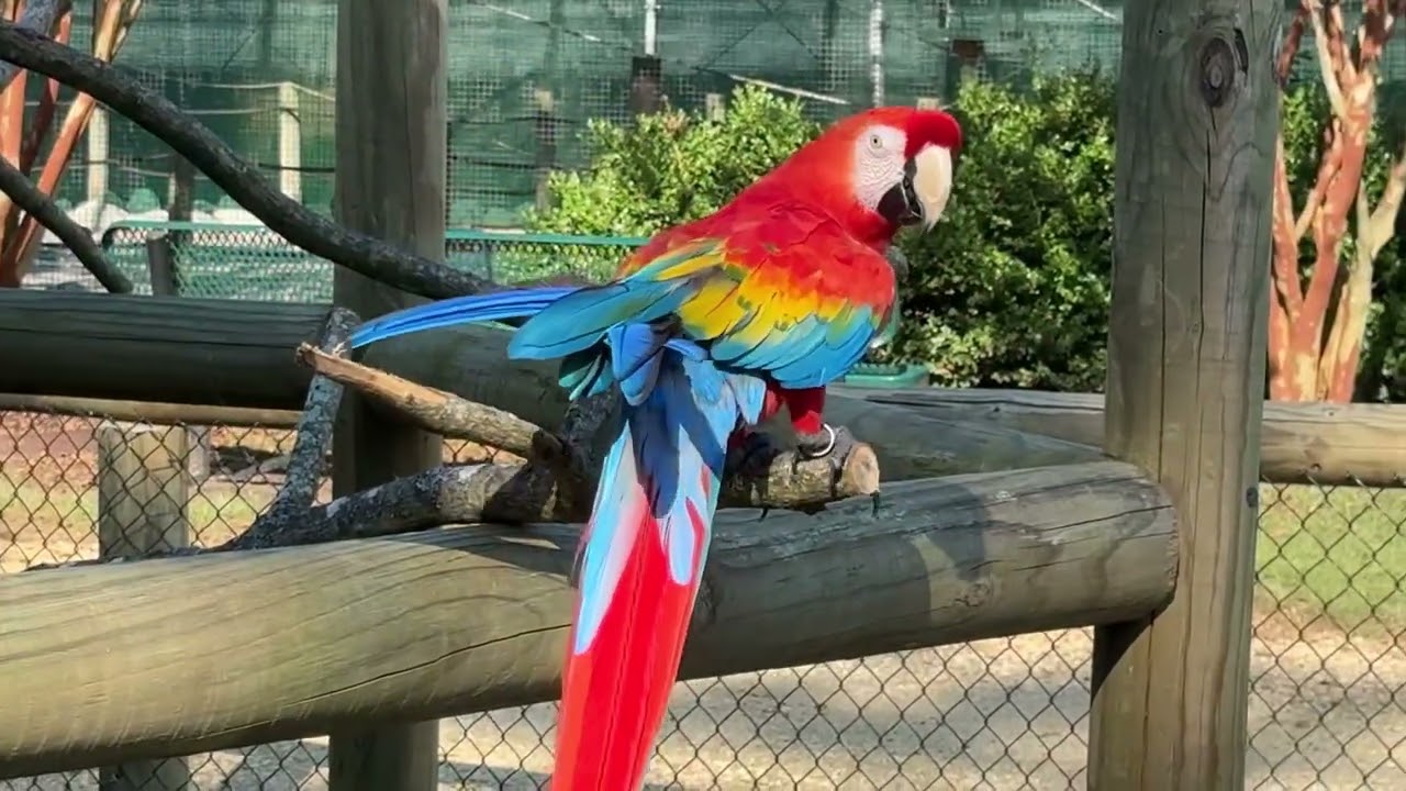 Alabama Safari park Guacamaya azul le gusta POSAR PARA LA CAMARA… 