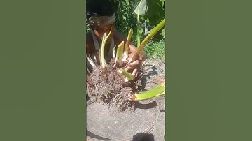 Harvesting Huge Taro Vegetable | Farm Fresh Vegetable Cutting And Harvesting #shorts #satisfying