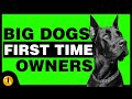 TOP 10 BIG DOG BREEDS FOR FIRST TIME OWNERS