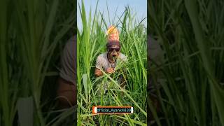 Bird a cutting comedy video #shorts #trap #funny #birds #birdtrap #comedy #nature