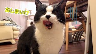 猫用おやつを味見してみた【減塩煮干し】