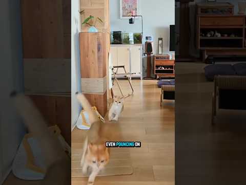 mother and child #funnycats  #videosviral #shorts