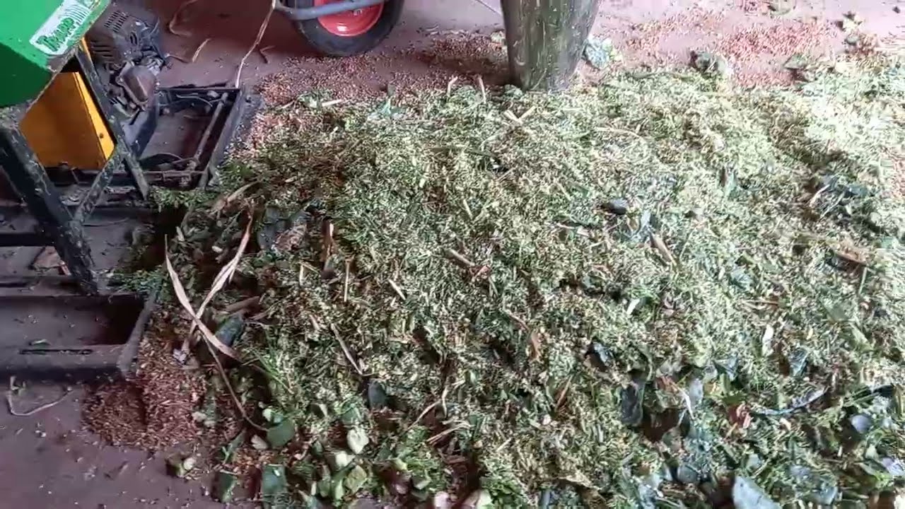 Alimentando as vacas através da Palma forrageira e outros ingredientes veja o vídeo até o final