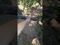 tree spot