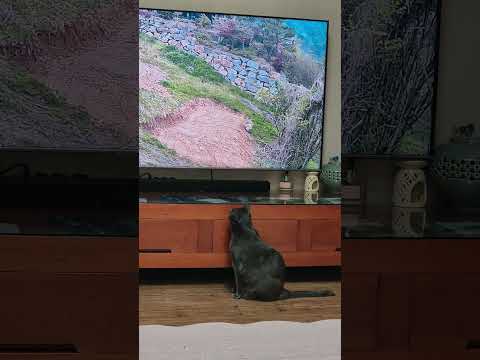고양이 영상읕 TV로 시청하는 우리집 고양이 희망