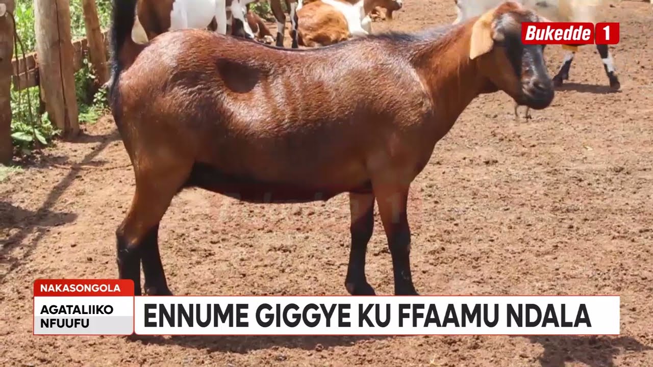 Okulunda Embuzi: Bwetuti bwetutangira embuzi okwezaalamu (Part 7)