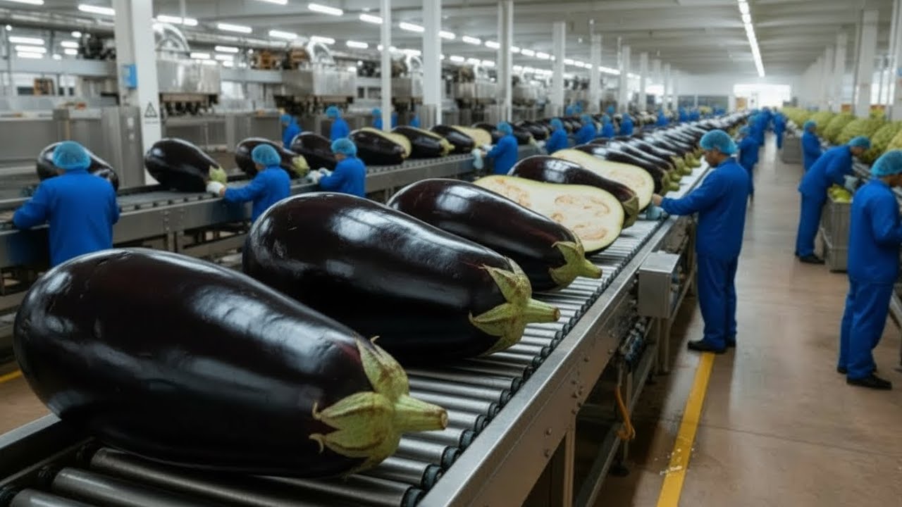 Inside a Modern Eggplant Farm & Factory: How Millions of Eggplants Are Grown (Full Process)