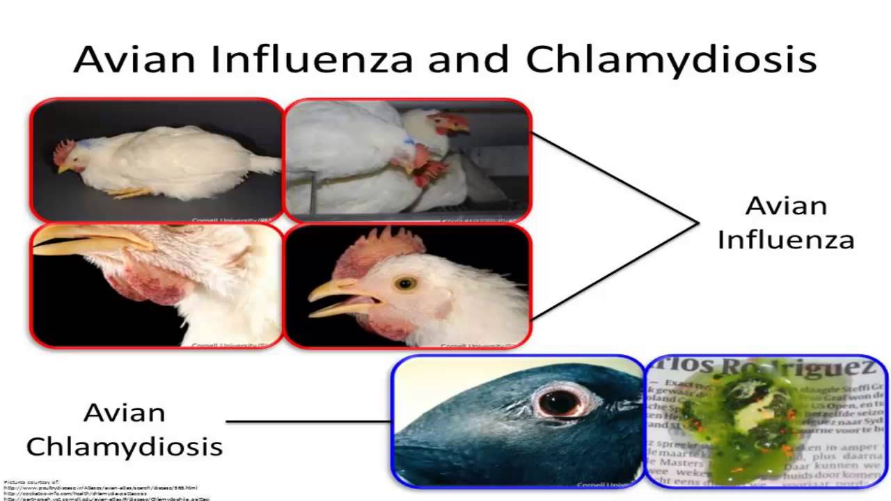 Avian Influenza And Chlamydia Psittaci Symptoms Treatment YouTube