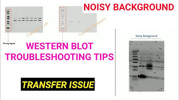 WESTERN BLOT TROUBLESHOOTING TIPS II NOISY BACKGROUND II TRANSFER ISSUE SOLVED
