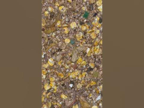 ЧТО ЕСТ ЛОШАДЬ?!🌱🫣 #horse #stable #еда #мюсли #конюшня - YouTube