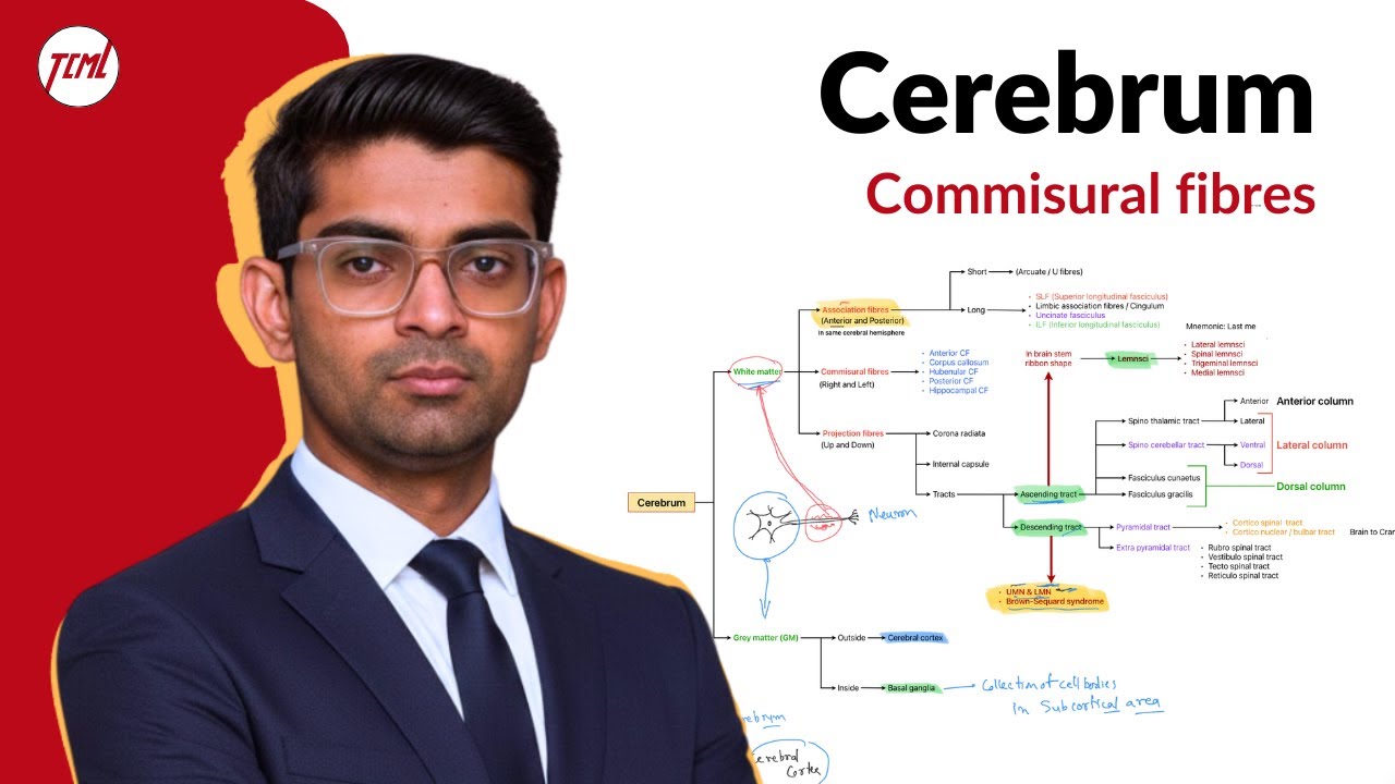 Cerebrum, Commisural fibres | Neuroanatomy