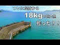 ついに釣り上げた！メーターオーバーの「ぬし」はこの小さな堤防に潜んでいた。
