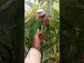 Rico Beta Parrot Bird Music Viral
