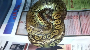 Ball Python Collection Update!