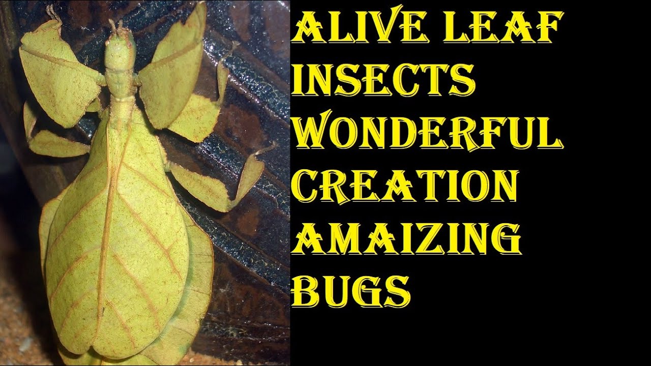 leaf insect | alive leaf insects wonderful creation | animal deep life ...