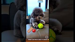 टॉमी और पिहु का बैट बल्ला 🏏 Tommy and Pihu Funny Dogs Videos 😄 #dog #pets #tommy