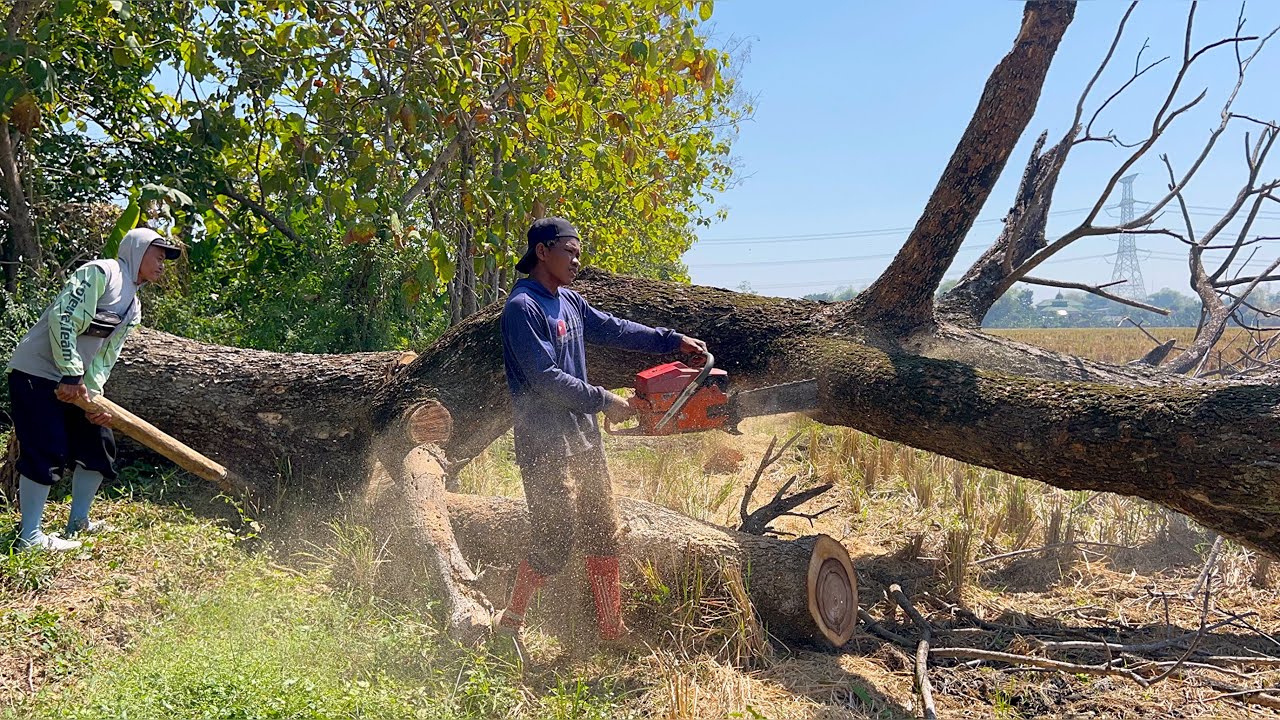 Draining Energy... Felling 2 difficult trees during extreme weather‼️ ...