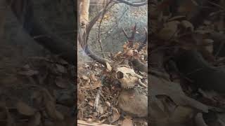 Visiting The Chumash Museum