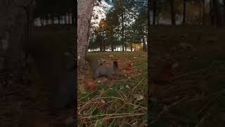 Video squirrel hunting 🐿 #Insta360ONEX2 #insta360 #squirrel