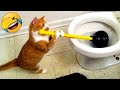 Funny cats and dogs video #16 🤣