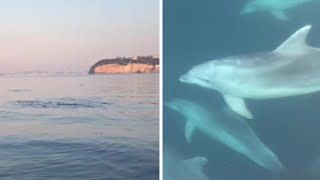 I delfini nel golfo di Napoli