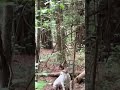 When squirrels know hunting season is over