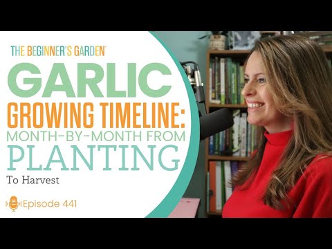 Garlic Growing Timeline: Month-by-Month from Planting to Harvest