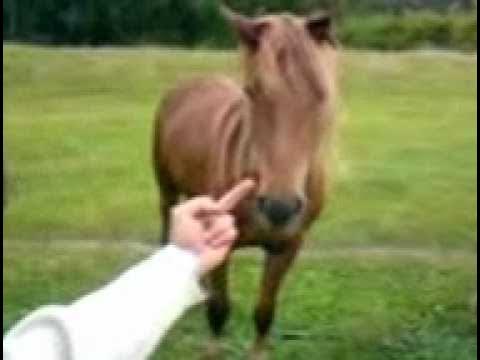 Как кусается лошадь руками