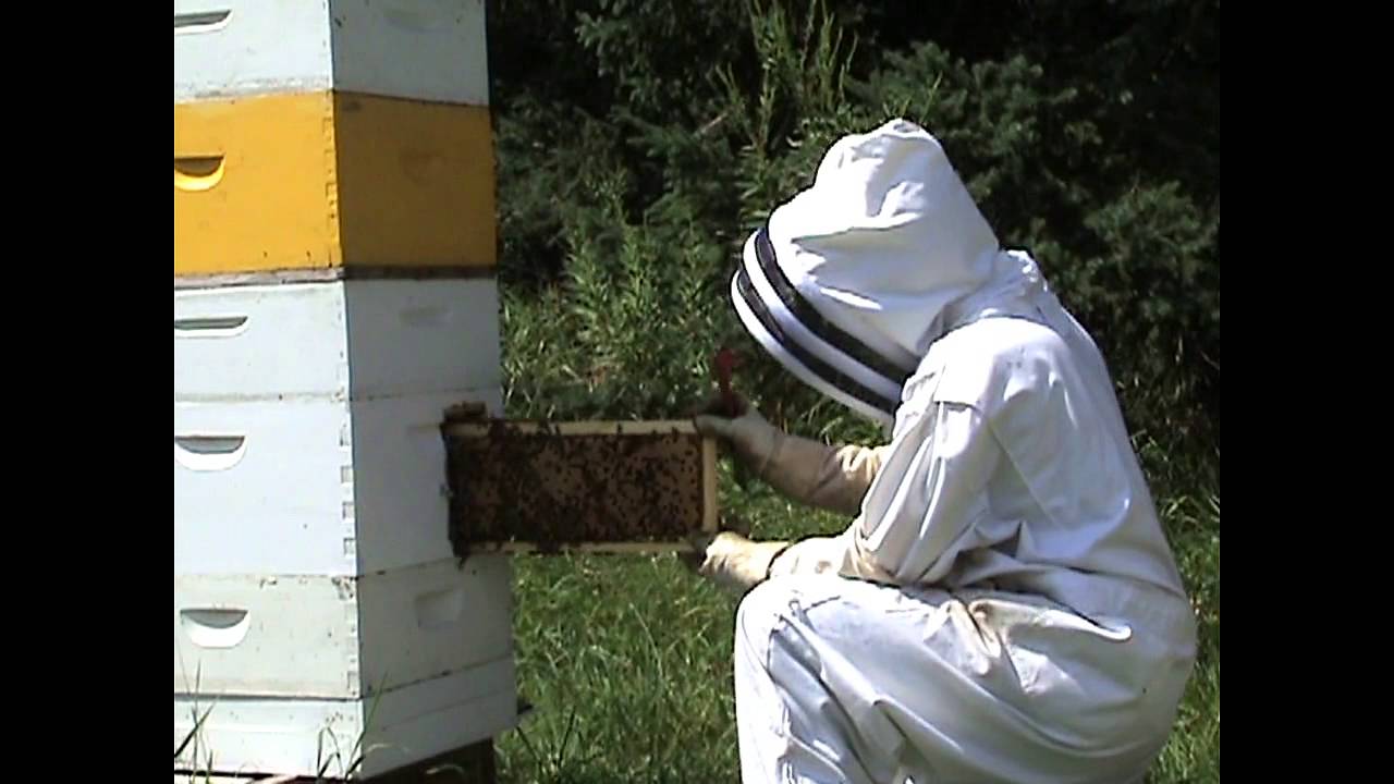 Varroa Control Without Taking Apart your Colony - VarroaXtractor™