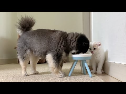 하루종일 따라다니면서 참견하는 아기고양이가 너무 귀여워요! Baby cats and dogs who love to eat