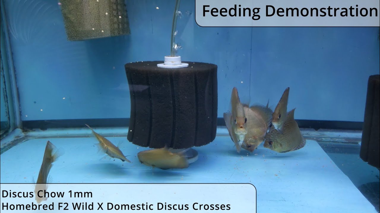 AquaticSuppliers 1mm Discus Chow by YouTube