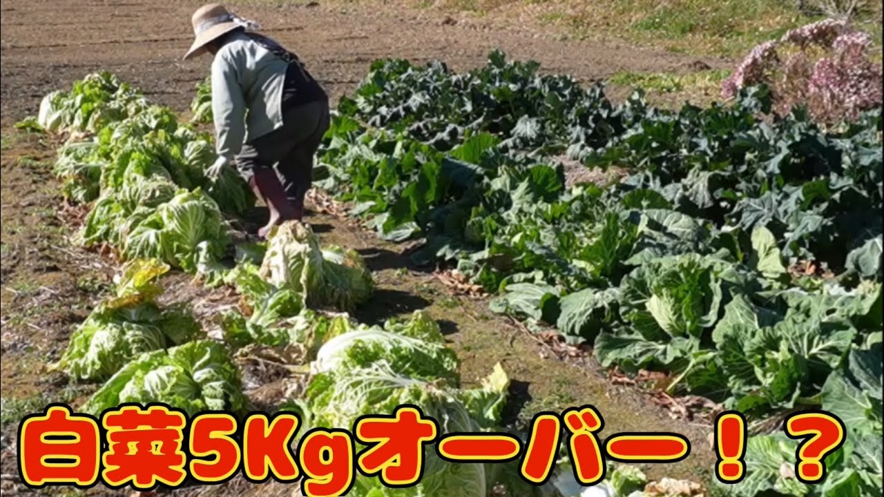 白菜と長芋の収穫、日本ミツバチ越冬群の引っ越しの様子です