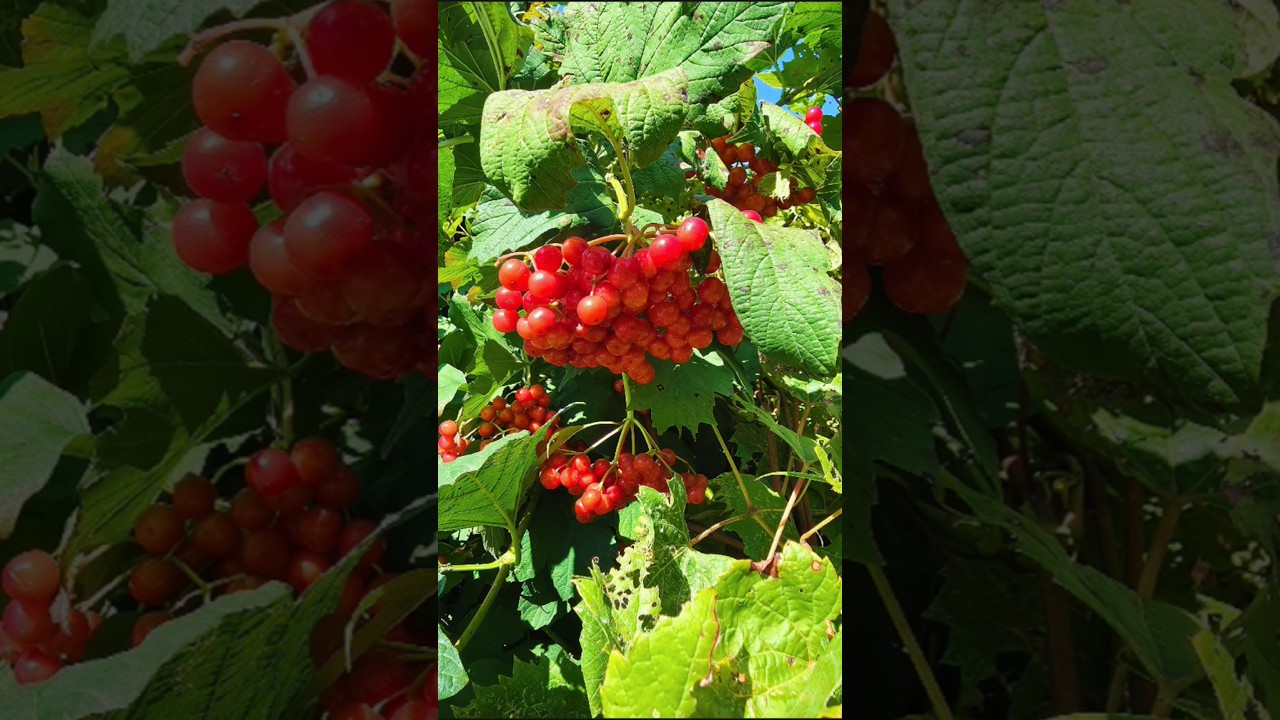 Fruit Therapy: 17 Seconds 🍉🍍🍊💙🍓🍇🥑🍌🍒🥝🍑🌱🧡🙏🥭🍋 