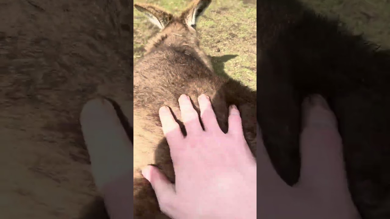 Bonorong wildlife park 