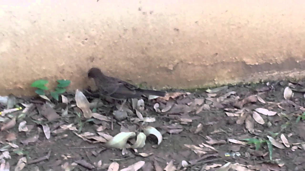 PEARLY EYED THRASHER 
