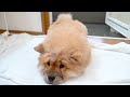 度々シャンプーさせられて困り顔になるチャウチャウ犬がかわいい