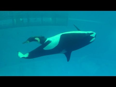 Video: Amerikaanse Beoordelaars Gooi Walvis-slawerny-pak Teen SeaWorld Uit