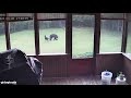 Familys dog plays with black bear in back garden  dogtooth media