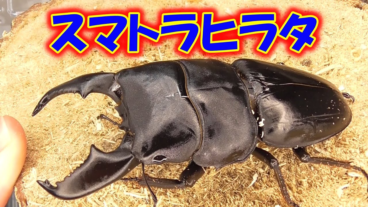 グランディスオオクワガタ アダー ダイナミック ARS10 PSA10相当