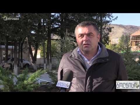 ბოლნისში რეაბილიტირებულ კოსტავას ქუჩაზე მარადმწვანე ხეები დარგეს