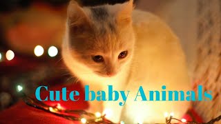 forest baby and cute animals || wild animals in forest and amazing world ||