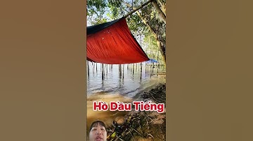 cảnh đám rừng dầu khu vực hồ Dầu Tiếng tập núi Cậu cảnh đẹp nước ngập tới mi quán