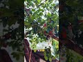 Pabasara ❤️ #pets #cat #fyp #fypシ