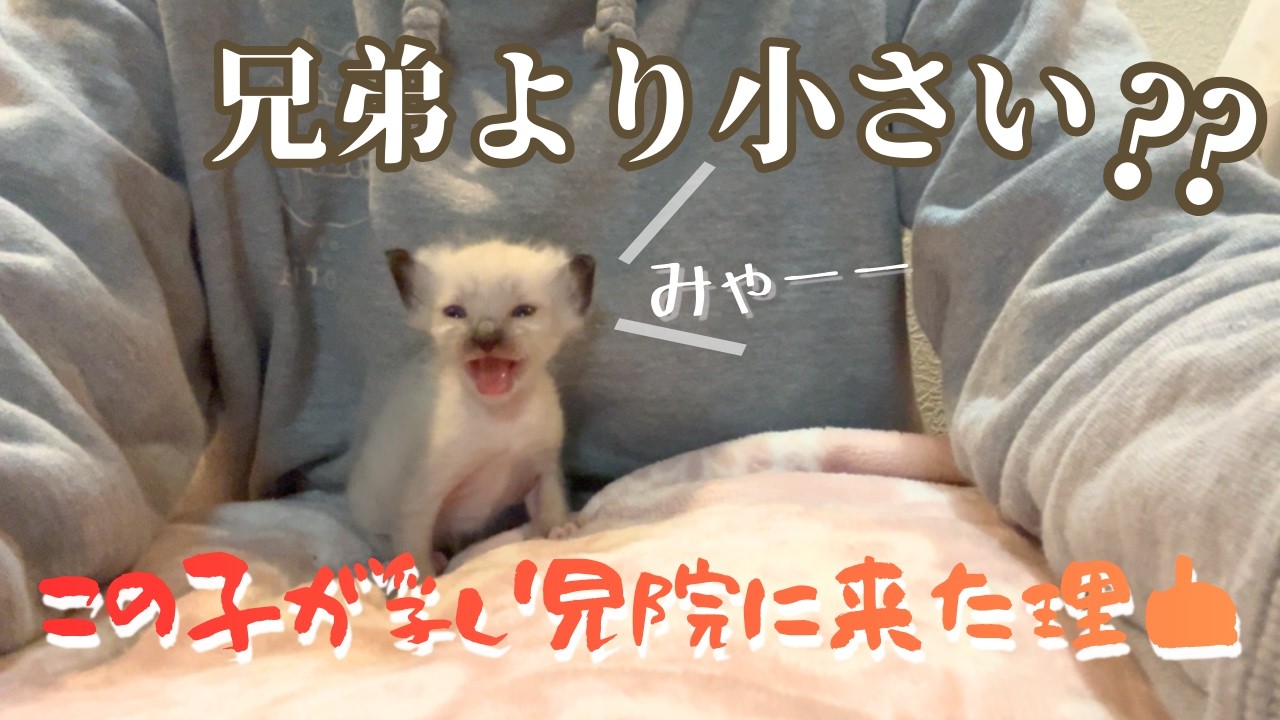 【季節外れの 預かりっ子】預りっ子の成長の様子を公開します★