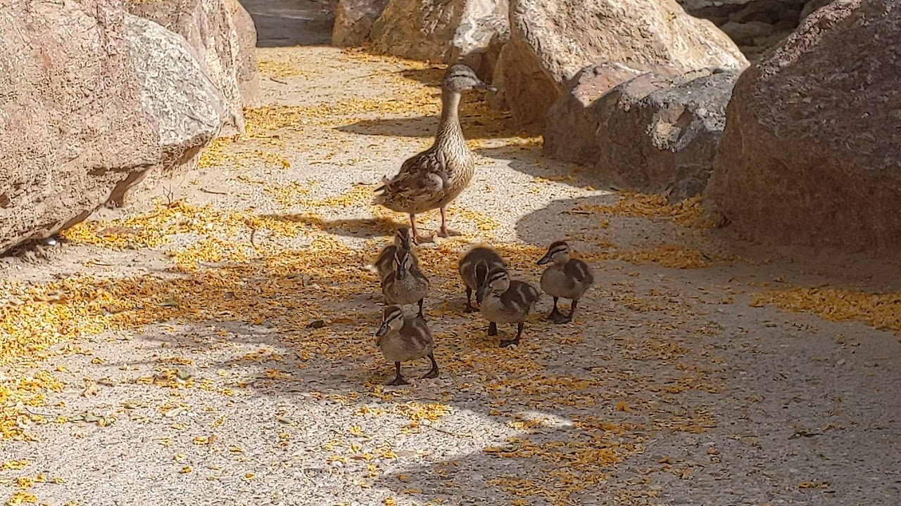 Mother duck & ducklings going for a walk by Chris Bicourt
