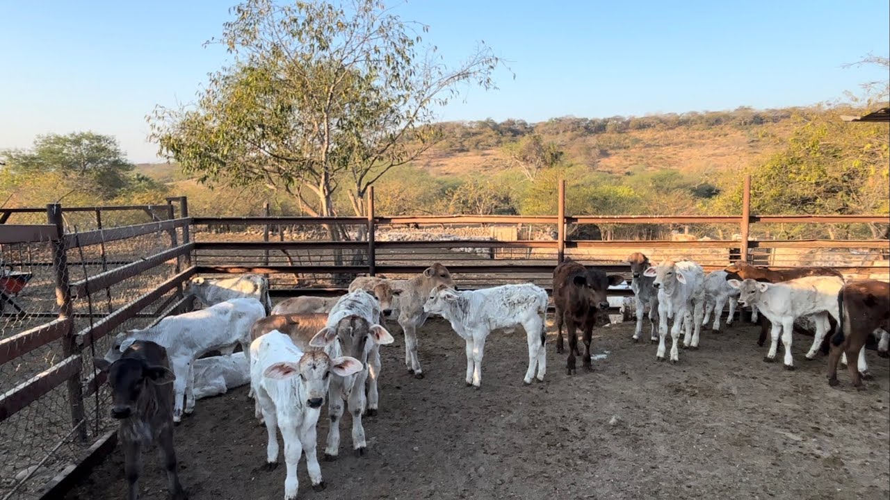 DESARROLLO DE UN BOVINO DESDE QUE NACE HASTA LA EDAD ADULTA.