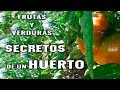 HORTICULTURA CONSEJOS de un HUERTO - PARTE V